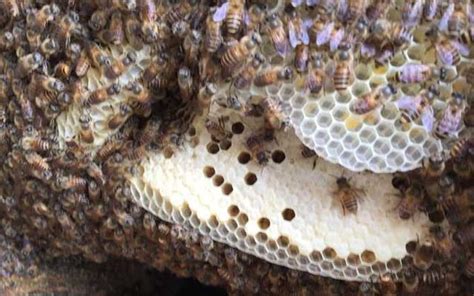 蜜蜂 築巢 風水 床頭沙發